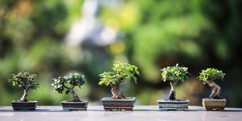 Trees to Make a Bonsai Tree Indoors 