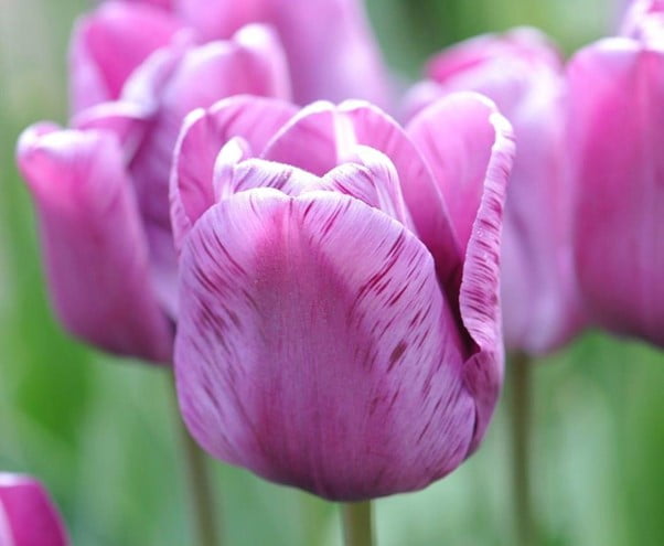 Tulip Bulb