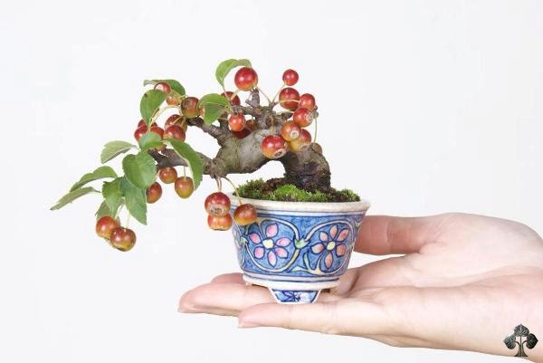 Turn Apple Tree into a Bonsai