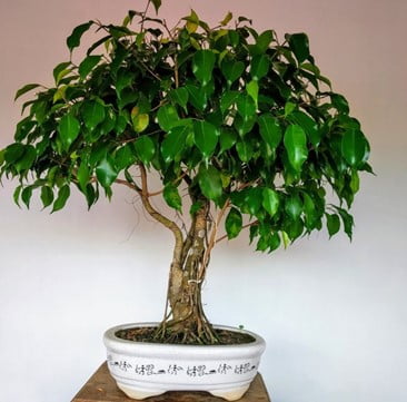 Weeping Fig (Ficus benjamina)