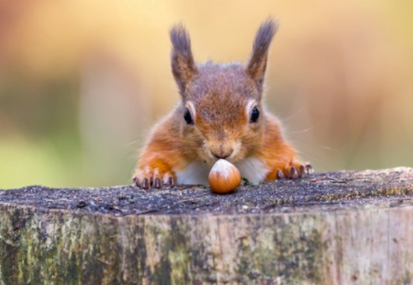 What Do Red Squirrels Eat And What to Feed Them