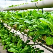 What is Vertical Farming - Future of Agriculture