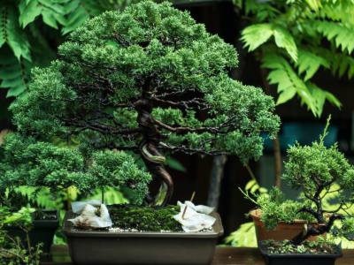 What is the Significance of a Bonsai Tree