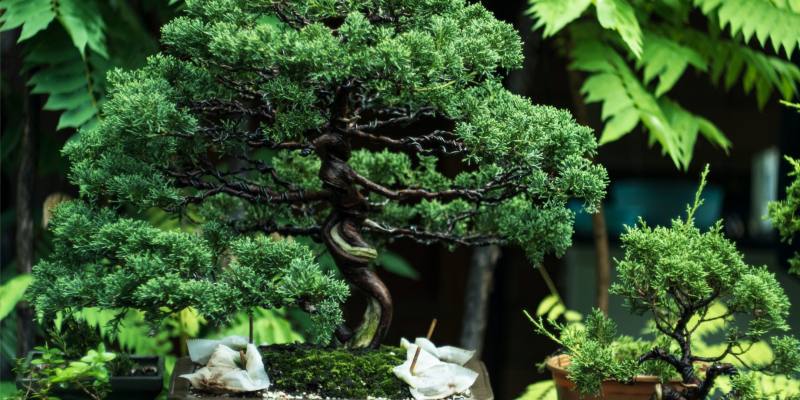 What is the Significance of a Bonsai Tree