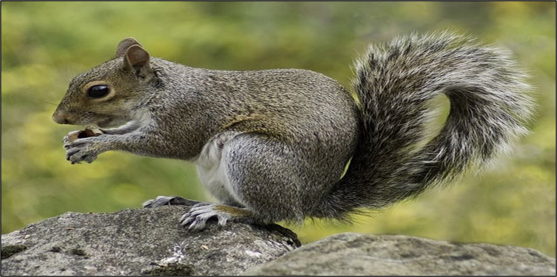 Why Has Eating Squirrels Fascinated the Crowd