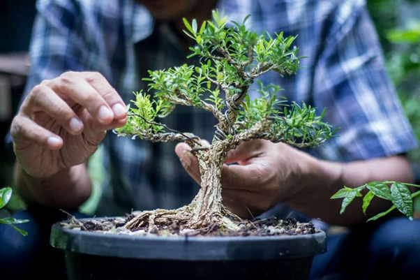 Why is Trimming Sequoia Bonsai Important