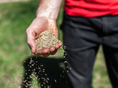 Will Grass Seed Grow if you just Throw it in Soil