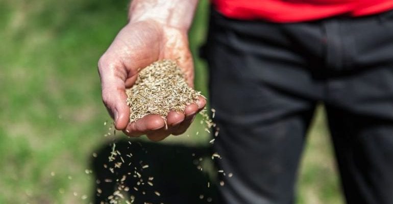 Will Grass Seed Grow if you just Throw it in Soil