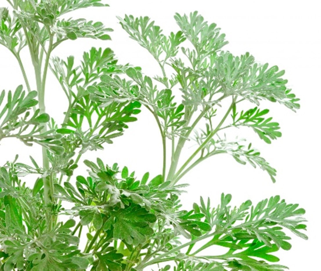 Wormwood Plants to Repel Ticks