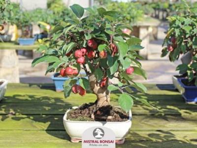 Eating Bonsai Tree Fruit