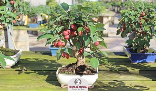 Eating Bonsai Tree Fruit