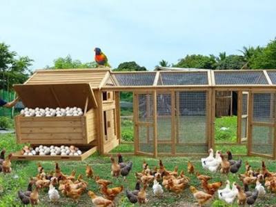 12 Steps to Clean Your Chicken Coop with Ease