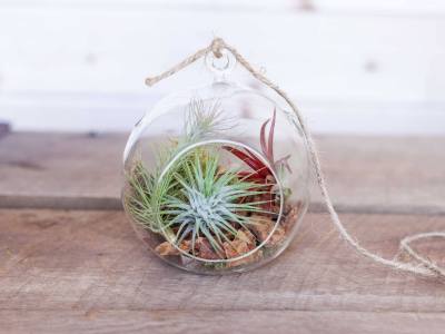 Air Plant Terrarium Ideas – A Complete Guide