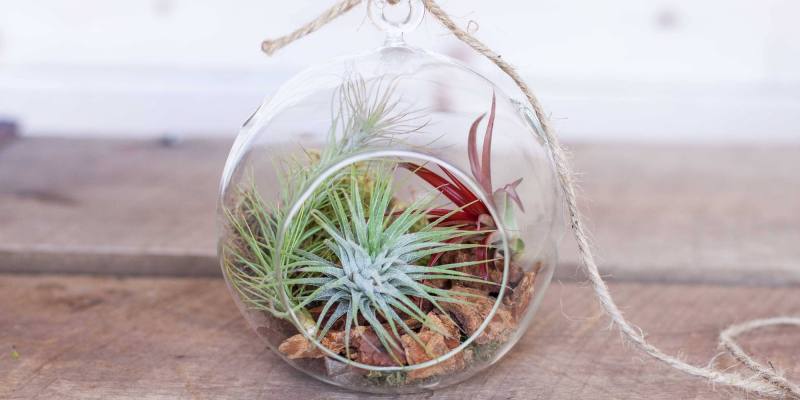 Air Plant Terrarium Ideas – A Complete Guide