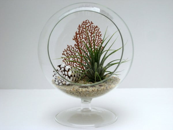 Air Plant Terrarium Kits