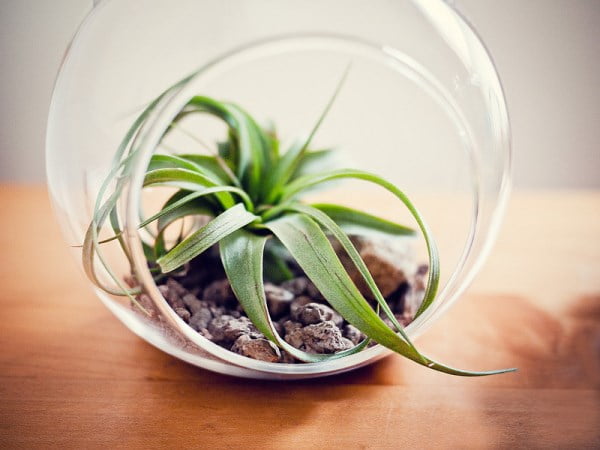 Air Plant Terrarium with Minerals and a Special Container