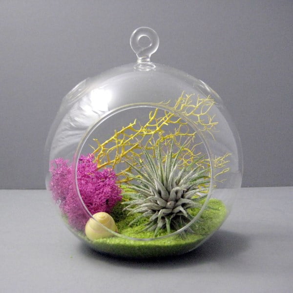 Air Plant Terrarium with Rocks