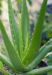 Aloe Vera