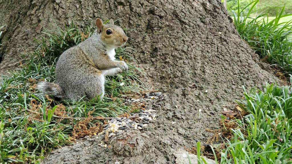 Baby Squirrel 2 to 3 Month Old