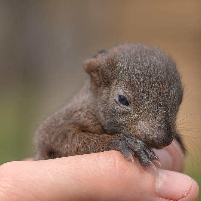 Baby Squirrel Week 2