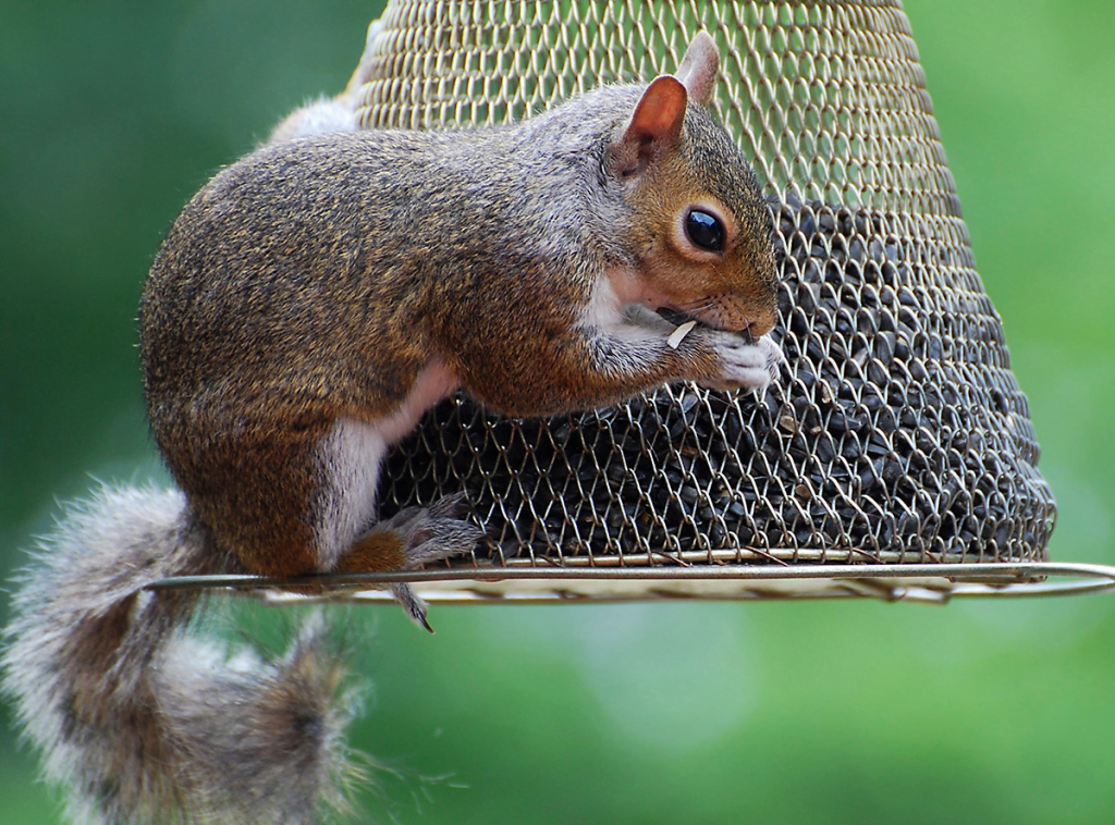 Baby Squirrel Week 3