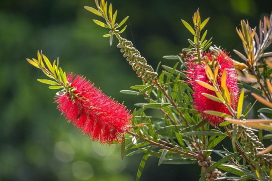 Bottlebrush Plant for Desert Landscaping