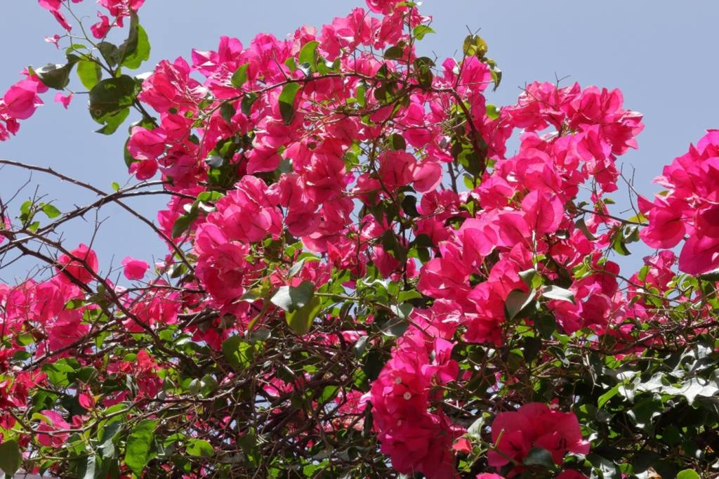 Bougainvillea Vines for Desert Landscaping