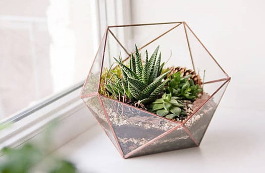 Cactus Terrarium