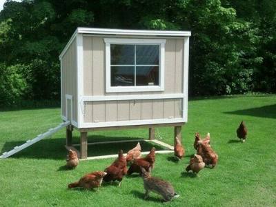 Chicken Coop Door