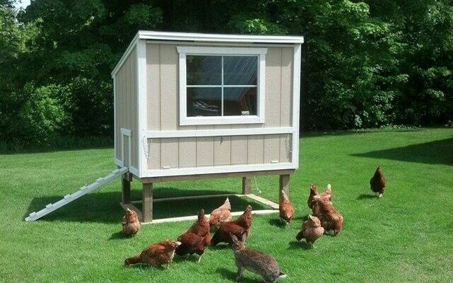 Chicken Coop Door