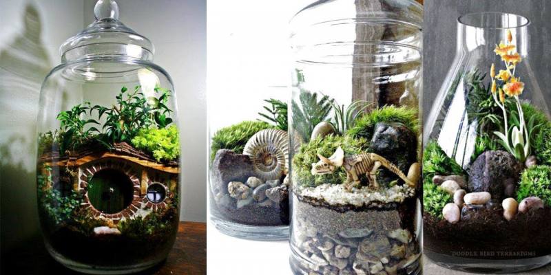 DIY Terrarium Ideas