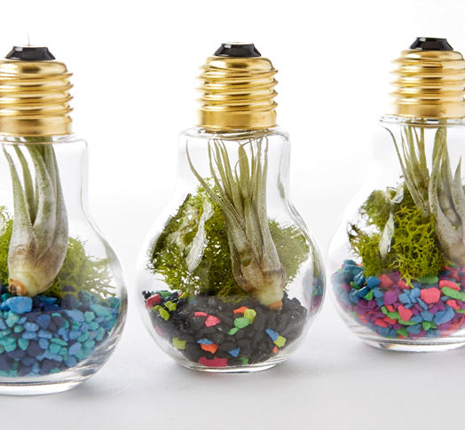 DIY Terrarium Ideas for Your Home