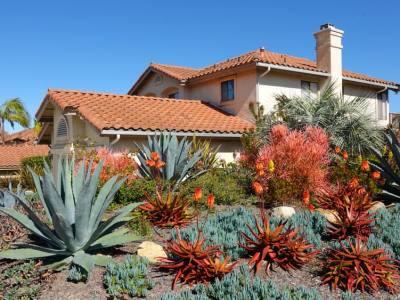 Desert landscaping