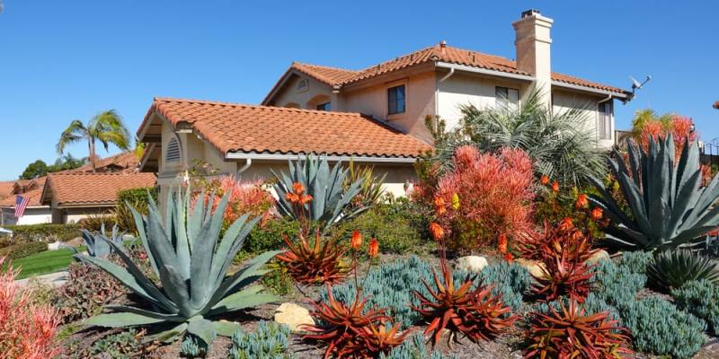 Desert landscaping