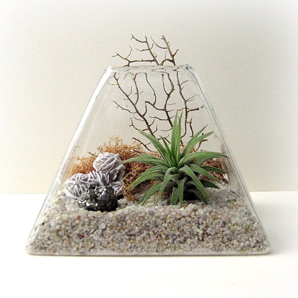 Glass Container Air Plant Terrarium