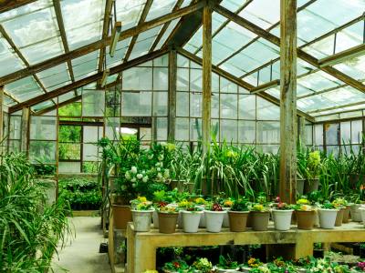 Growing Exotic Plants This Summer with a Greenhouse