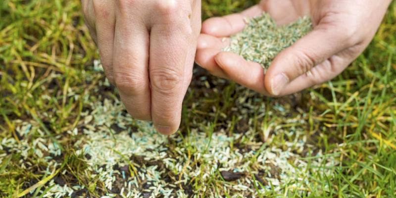 How Long Does it Take to Grow Grass from Seed