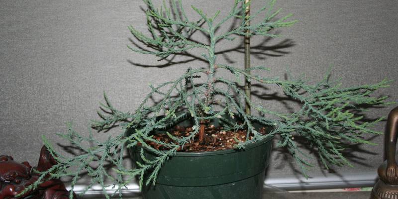 Large Sequoia Bonsai