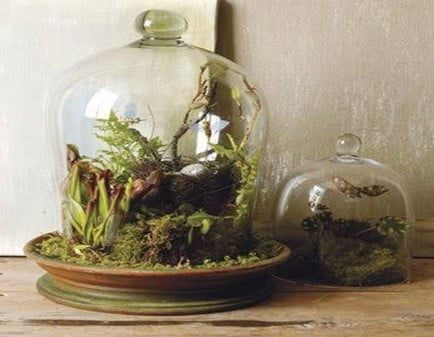 Mini Bell Jar Terrarium