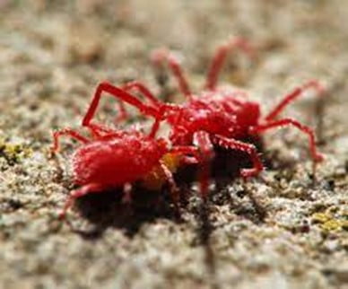 . Red Spider Mite