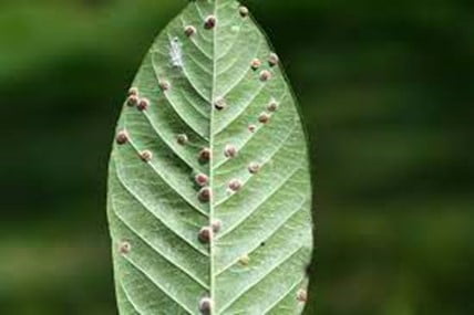 Scale Insects