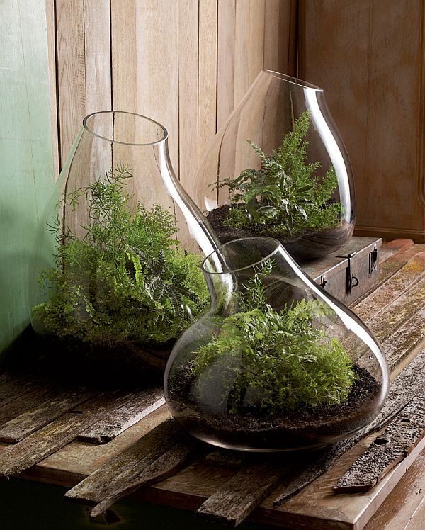 Small Glass Bubble Terrarium