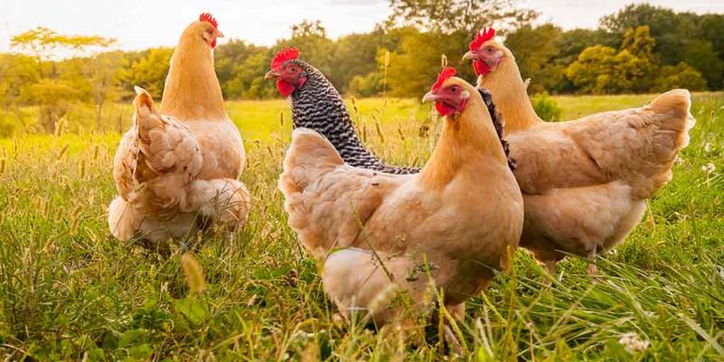 The Best Strategies for Getting Your Chickens to Return at Night