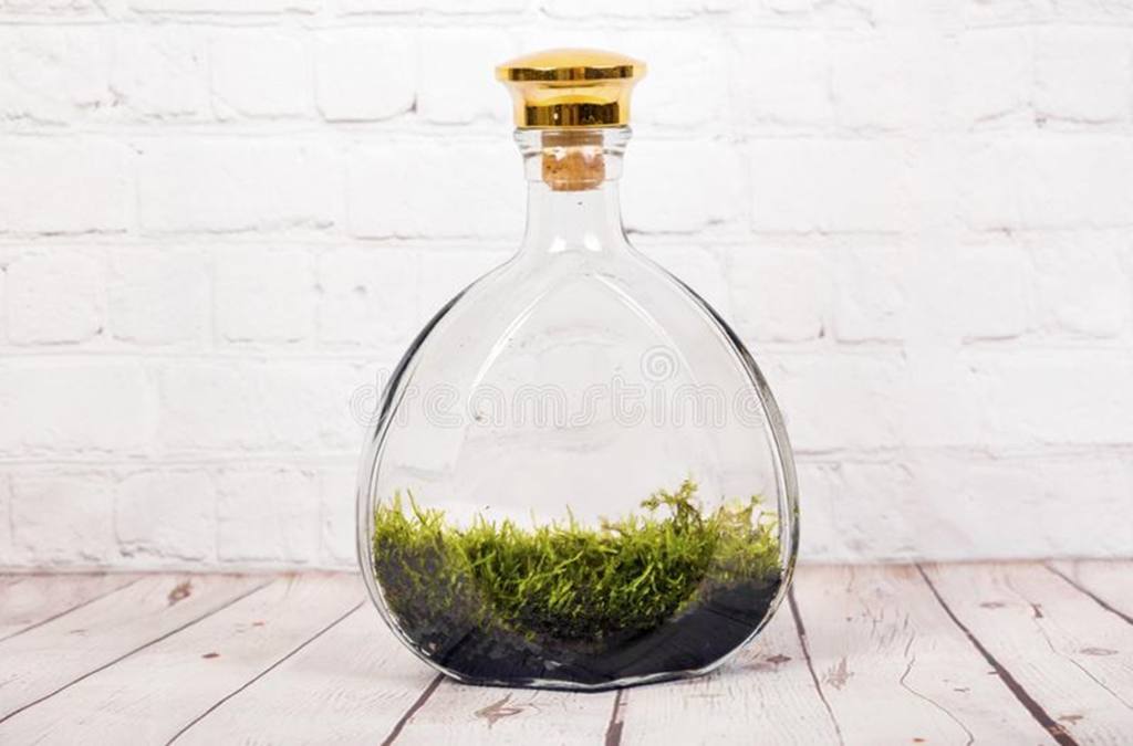 Tiny Corked Apothecary Bottle Terrarium