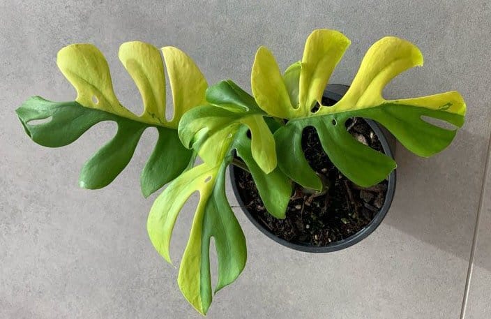 Variegated Philodendron Minima