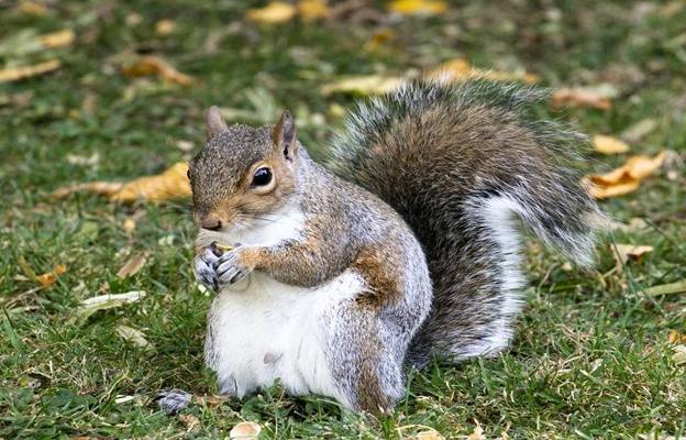 What Are the Benefits of Eating Squirrel Meat