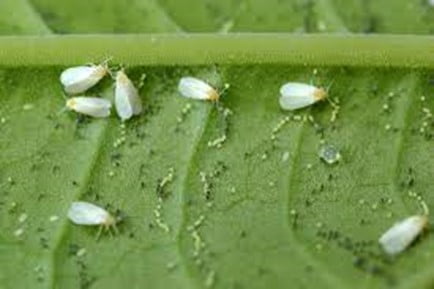 Whiteflies