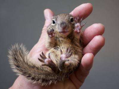 baby squirrels