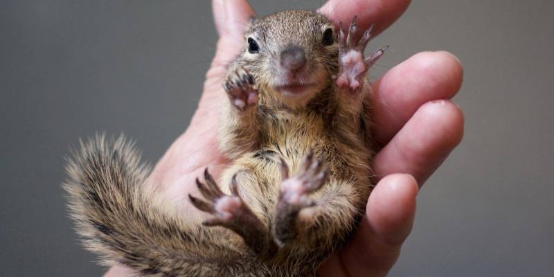 baby squirrels