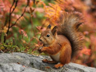 red squirrels